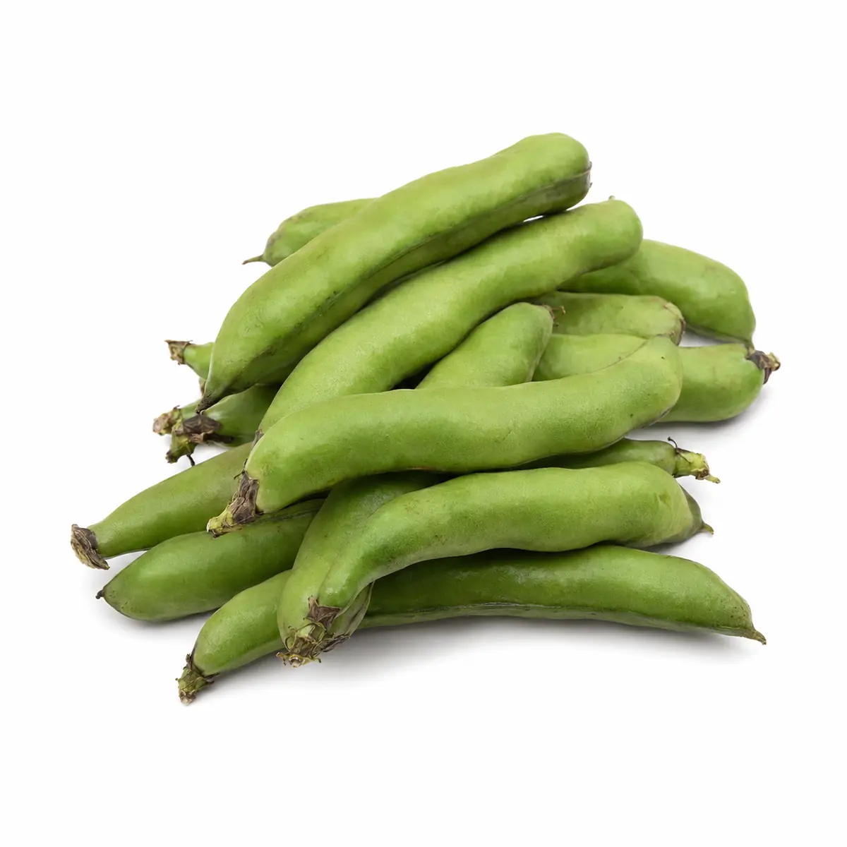 Broad Bean