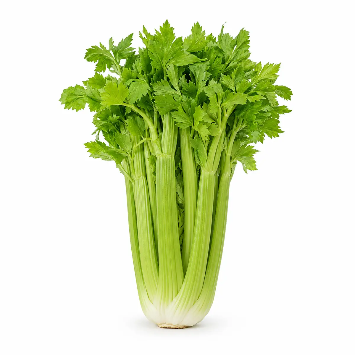 Celery