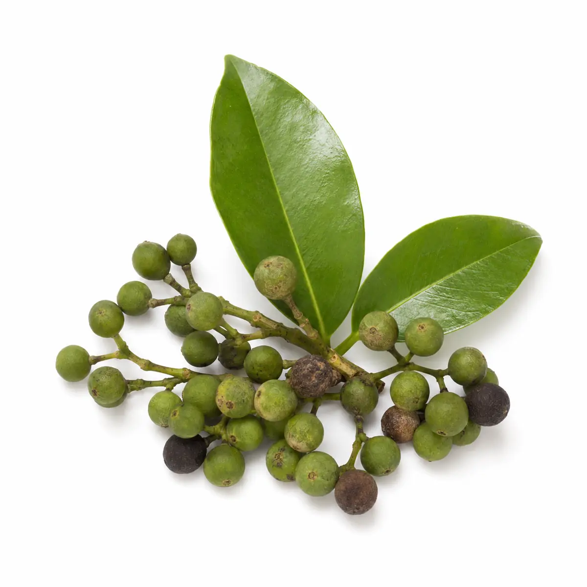 Pimento
